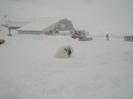 雪遊びですよ～♪３（２）_b0177436_2148995.jpg