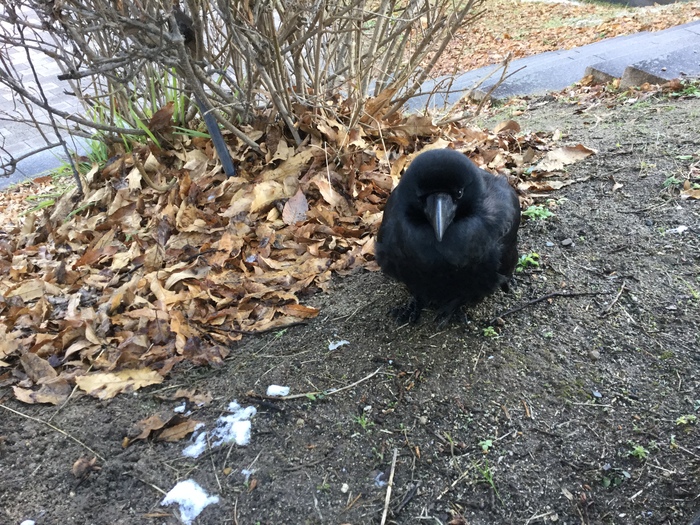 ひと月前の京都のカンクロちゃん_d0027244_15425234.jpg