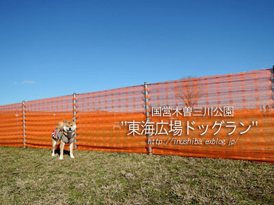 国営木曽三川公園\"東海広場ドッグラン\"de柴友会@愛知県愛西市_a0286855_912191.jpg