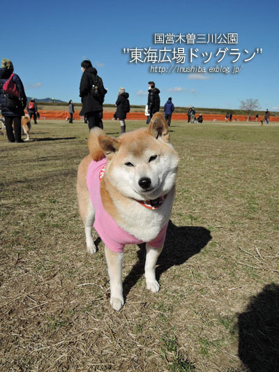 国営木曽三川公園\"東海広場ドッグラン\"de柴友会@愛知県愛西市_a0286855_94245.jpg