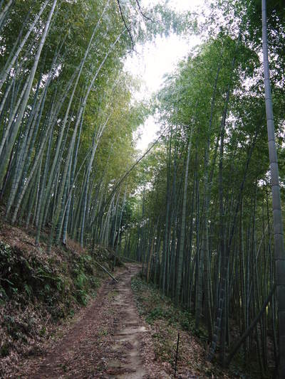 幻の白い「長生たけのこ」 秘密の場所に現地取材!伐採作業 その1(白いたけのこを育てる赤い土)_a0254656_16563910.jpg