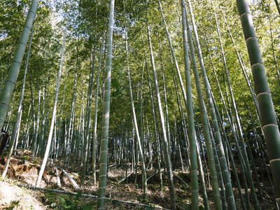 幻の白い「長生たけのこ」 秘密の場所に現地取材!伐採作業 その1(白いたけのこを育てる赤い土)_a0254656_18261718.jpg
