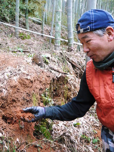 幻の白い「長生たけのこ」　秘密の場所を現地取材(2023)　間伐作業　その１：白いたけのこを育てる赤い土_a0254656_1873455.jpg