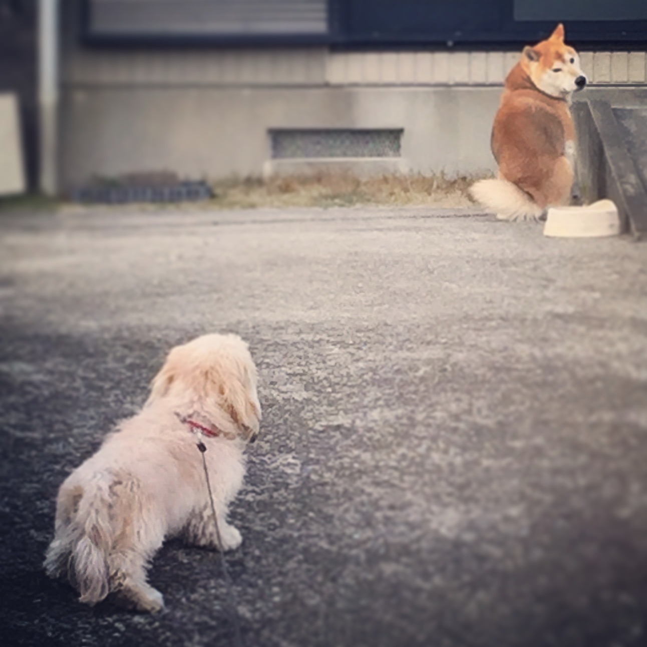 おしらせ_f0121167_846925.jpg