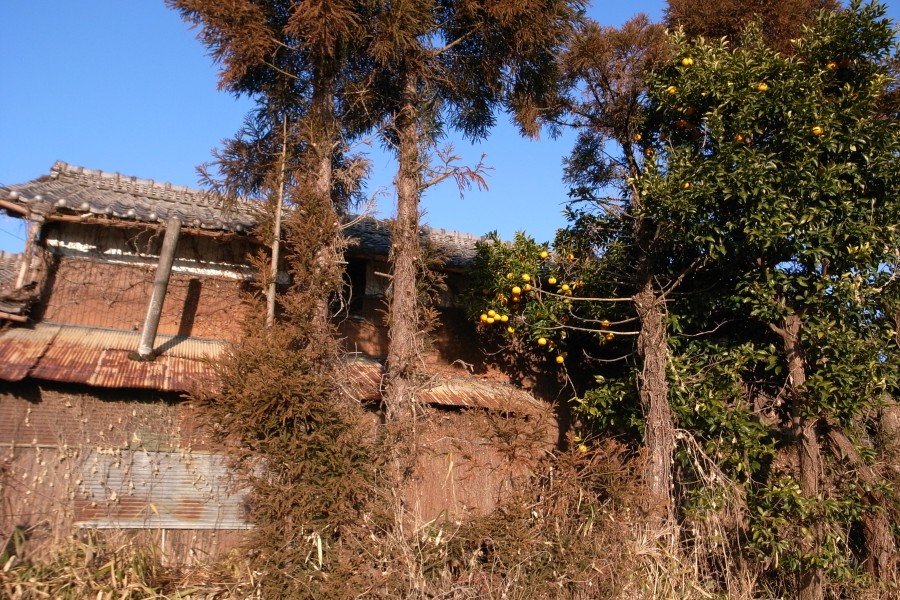 f0124378_21414.jpg