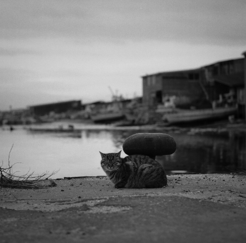 猫と漁港_c0170584_12374189.jpg