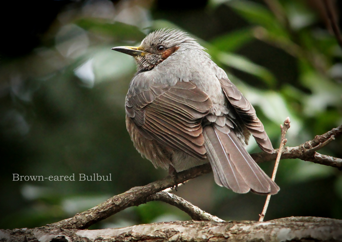 ヒヨドリ：Brown-eared Bulbul_b0249597_7272989.jpg