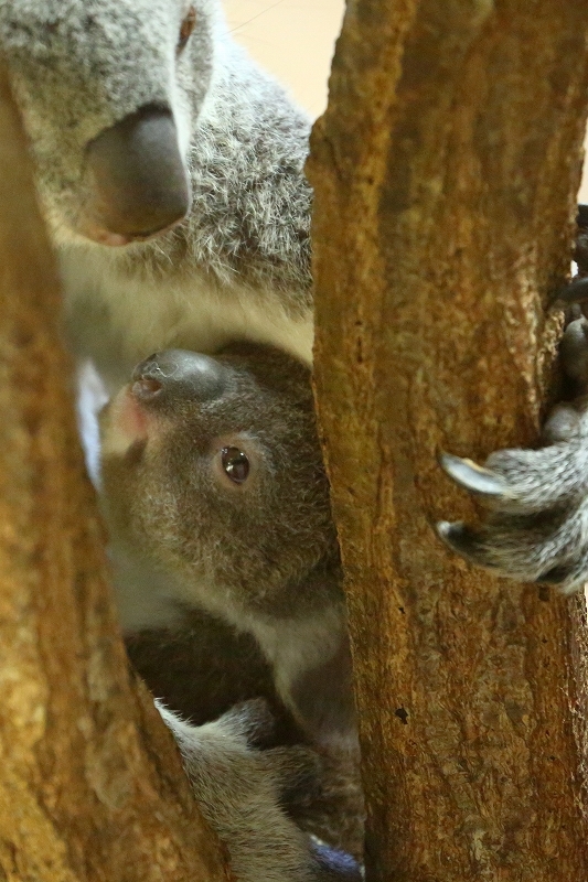 僕の名前は「ハヤト」、生まれて９ヶ月のコアラです。最初の６ヵ月はママのお腹の袋にいたので、最近ようやくお外に出ました。_b0291402_20324472.jpg