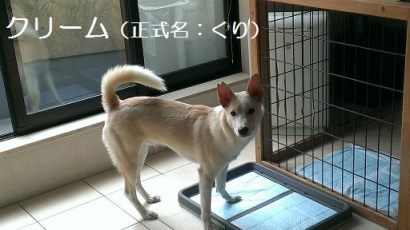 あんこちゃん 新生活スタート!_f0242002_22111984.jpg