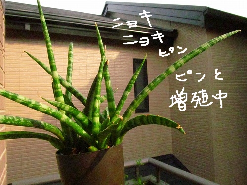 ほんとにキリンドリカなの 花 枯れました ほんとにキリンドリカなの 花 枯れました