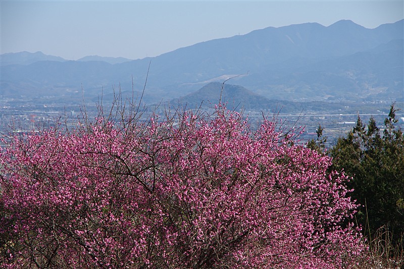 川勝寺口の戦い