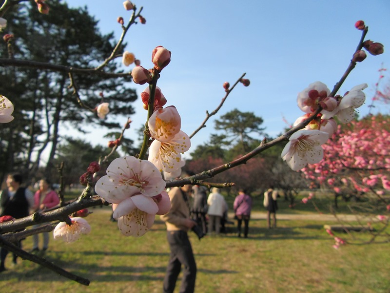 今治市桜井の梅林園と観梅会の案内…2016/2/11_f0231709_0121575.jpg