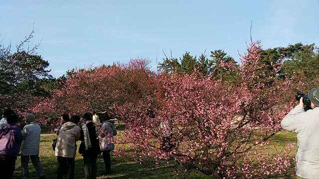 今治市桜井の梅林園と観梅会の案内…2016/2/11_f0231709_0124553.jpg