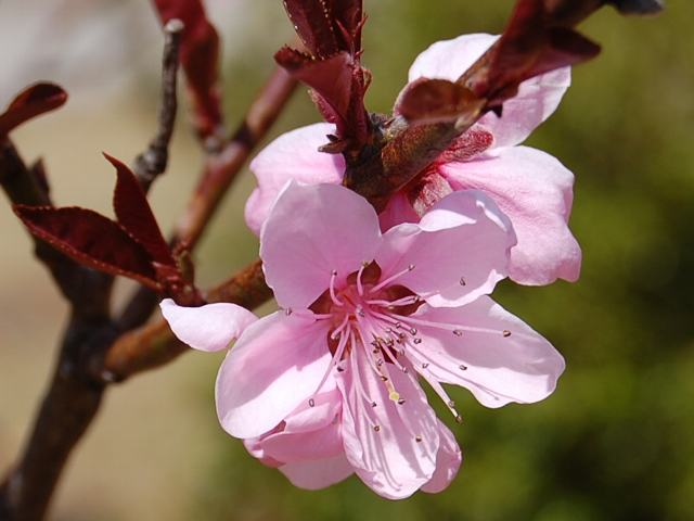唐桃 カラモモ 今日の花