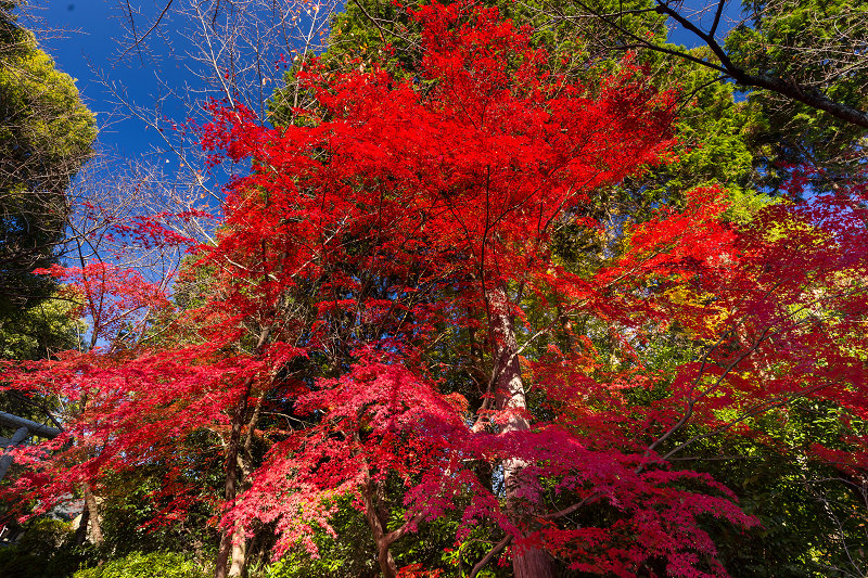 京都の紅葉2015・宗忠神社の彩_f0155048_21342781.jpg