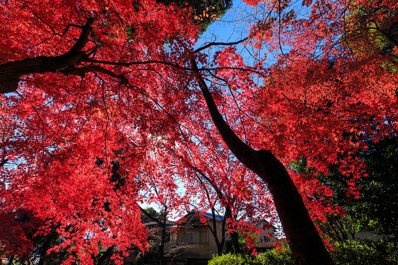 京都の紅葉2015・宗忠神社の彩_f0155048_21351191.jpg