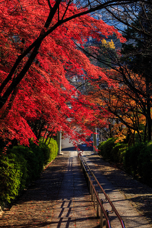 京都の紅葉2015・宗忠神社の彩_f0155048_21365086.jpg