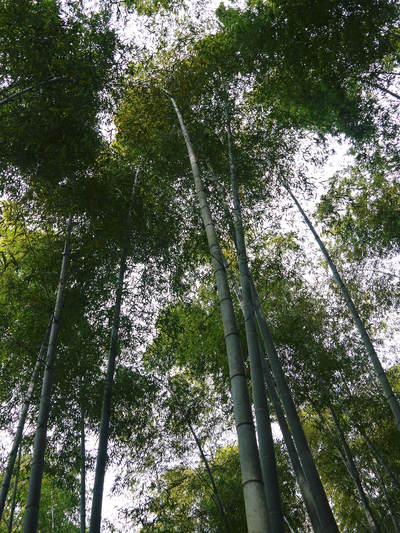 幻の白い「長生たけのこ」 秘密の場所に現地取材!伐採作業 その2(伐採竹選びとたけのこ畑の活性化)_a0254656_1731504.jpg