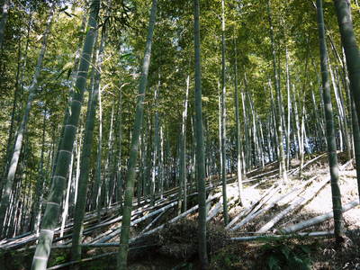 幻の白い「長生たけのこ」 秘密の場所に現地取材!伐採作業 その2(伐採竹選びとたけのこ畑の活性化)_a0254656_1755420.jpg
