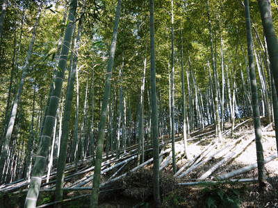 幻の白い「長生たけのこ」　秘密の場所に現地取材！伐採作業　その２（伐採竹選びとたけのこ畑の活性化）_a0254656_1755420.jpg