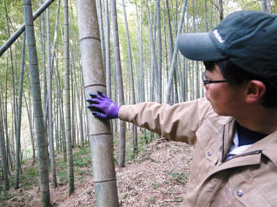 幻の白い「長生たけのこ」 秘密の場所に現地取材!伐採作業 その2(伐採竹選びとたけのこ畑の活性化)_a0254656_18424281.jpg