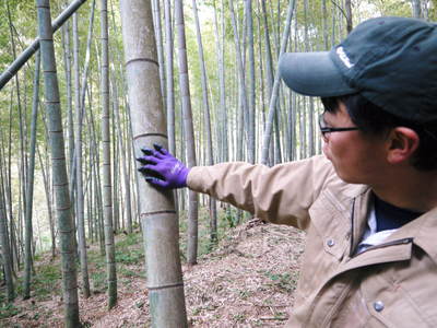 幻の白い「長生たけのこ」　秘密の場所に現地取材！伐採作業　その２（伐採竹選びとたけのこ畑の活性化）_a0254656_18424281.jpg