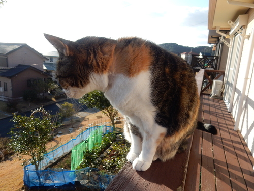 ’16,2,12(金)野良猫ちゃんが4匹いたよ!_f0060461_9132384.jpg