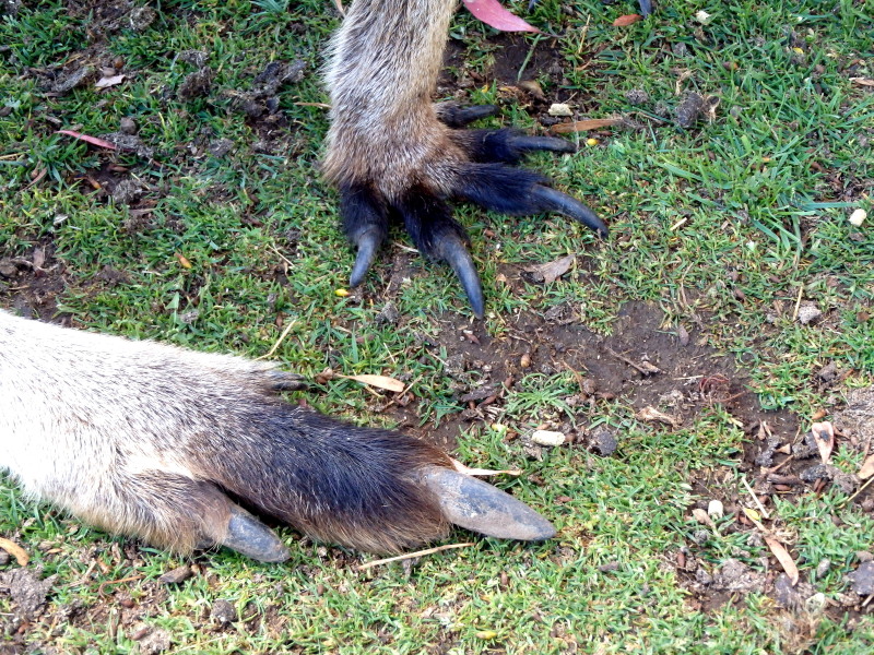 タスマニアの生き物　③　　　　　　　　_f0208666_20105646.jpg