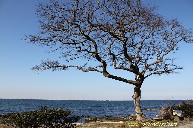 冬の海辺での休日　②観音崎灯台_c0087094_21040243.jpg