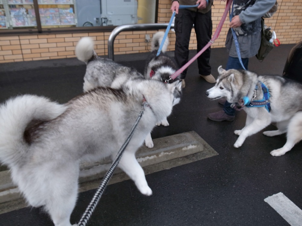 は~るばる来たよ~ (^o^)_c0049299_2313582.jpg