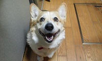 里親さま募集中 ☆ さくら_f0242002_1104357.jpg