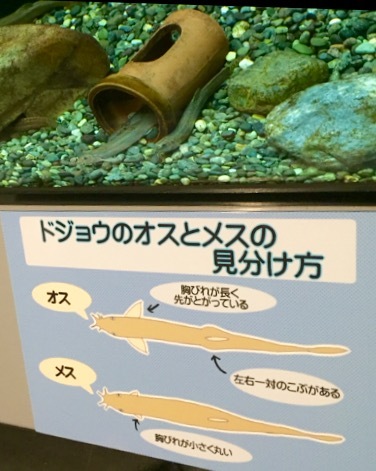 f0290135_07230640.jpeg