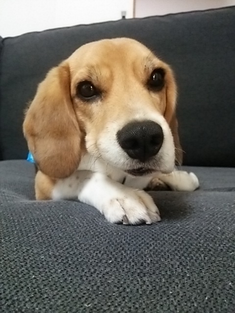 寝跡 Zzz My Nichi Beagle 寝跡 Zzz My Nichi Beagle