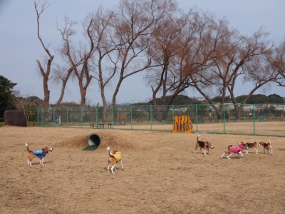 Beagle　オフ会_c0119142_15594321.jpg