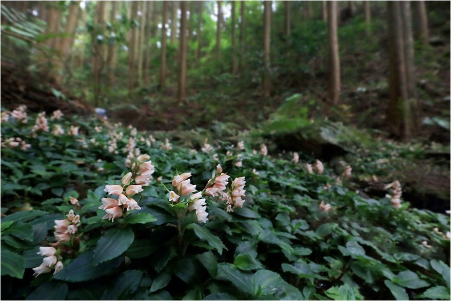 2015年 野草撮影から　43_e0091347_1773446.jpg