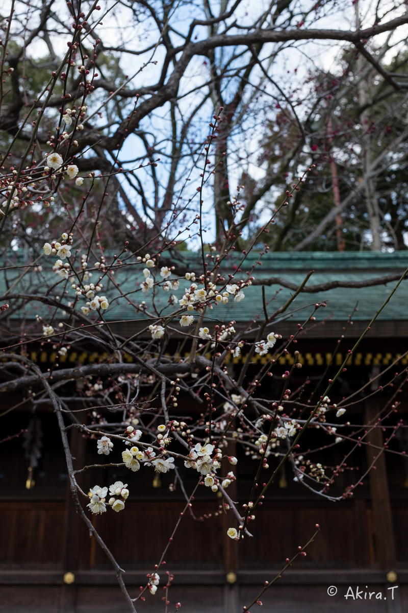 北野天満宮の梅 -1-_f0152550_17363666.jpg