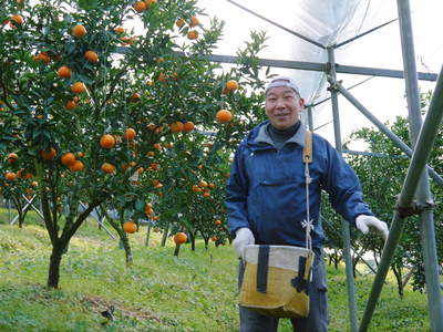 究極の柑橘『せとか』　平成28年度初収穫＆初出荷!!その１(とろっとろの食感です）_a0254656_17292757.jpg