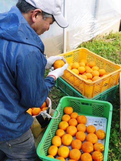 究極の柑橘『せとか』　平成28年度初収穫＆初出荷!!その１(とろっとろの食感です）_a0254656_1735349.jpg