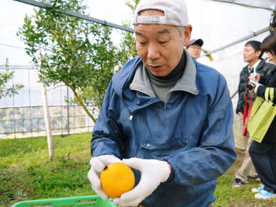 究極の柑橘『せとか』 平成28年度初収穫&初出荷!!その1(とろっとろの食感です)_a0254656_1740585.jpg