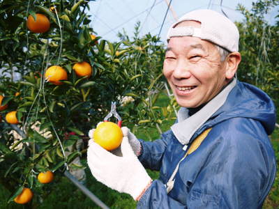 究極の柑橘『せとか』　平成28年度初収穫＆初出荷!!その１(とろっとろの食感です）_a0254656_1811714.jpg