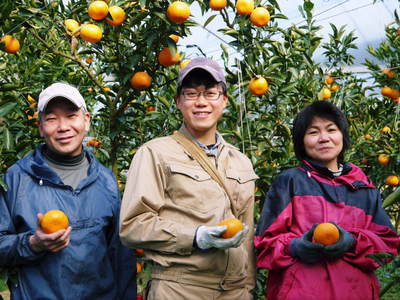 究極の柑橘『せとか』　平成28年度初収穫＆初出荷!!その１(とろっとろの食感です）_a0254656_18262323.jpg