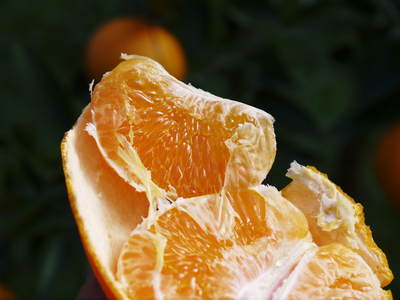 究極の柑橘『せとか』　平成28年度初収穫＆初出荷!!その１(とろっとろの食感です）_a0254656_1874219.jpg