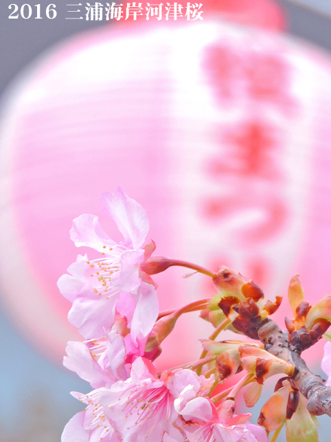 今日から開催 『三浦海岸桜まつり 2016』(8) - 写愛館