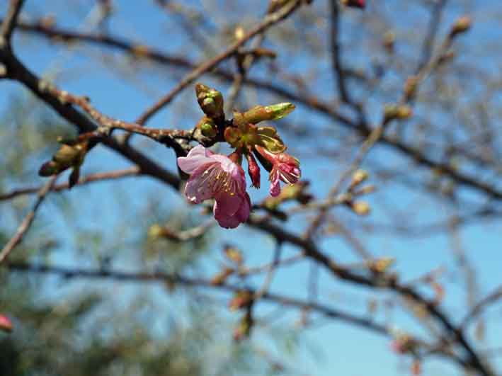 野口初太郎翁頌徳碑建立地の河津桜開花：2・10_c0014967_9162356.jpg