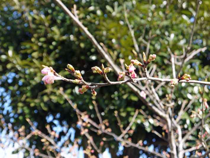 野口初太郎翁頌徳碑建立地の河津桜開花:2・10_c0014967_9171573.jpg