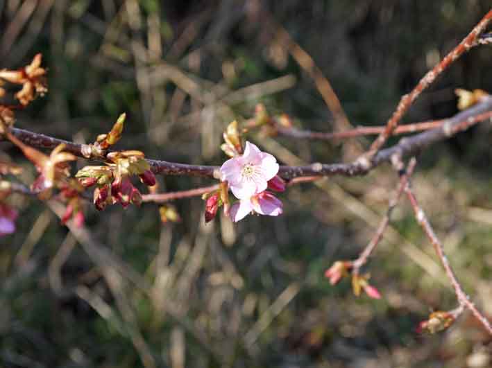 野口初太郎翁頌徳碑建立地の河津桜開花:2・10_c0014967_91722.jpg
