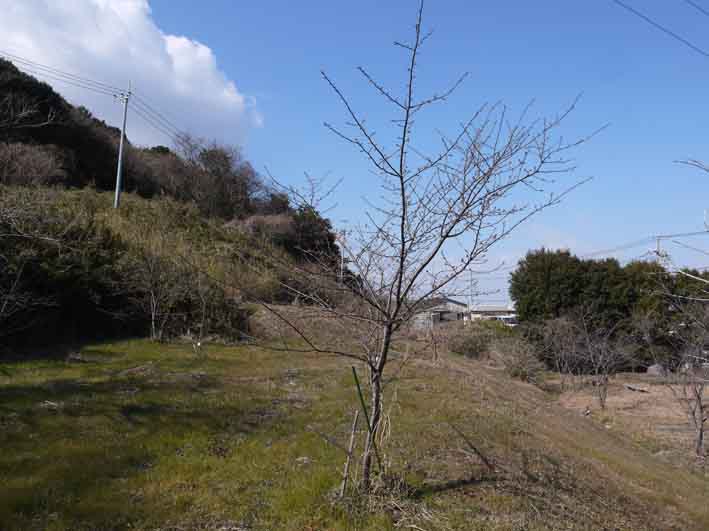野口初太郎翁頌徳碑建立地の河津桜開花:2・10_c0014967_9173622.jpg