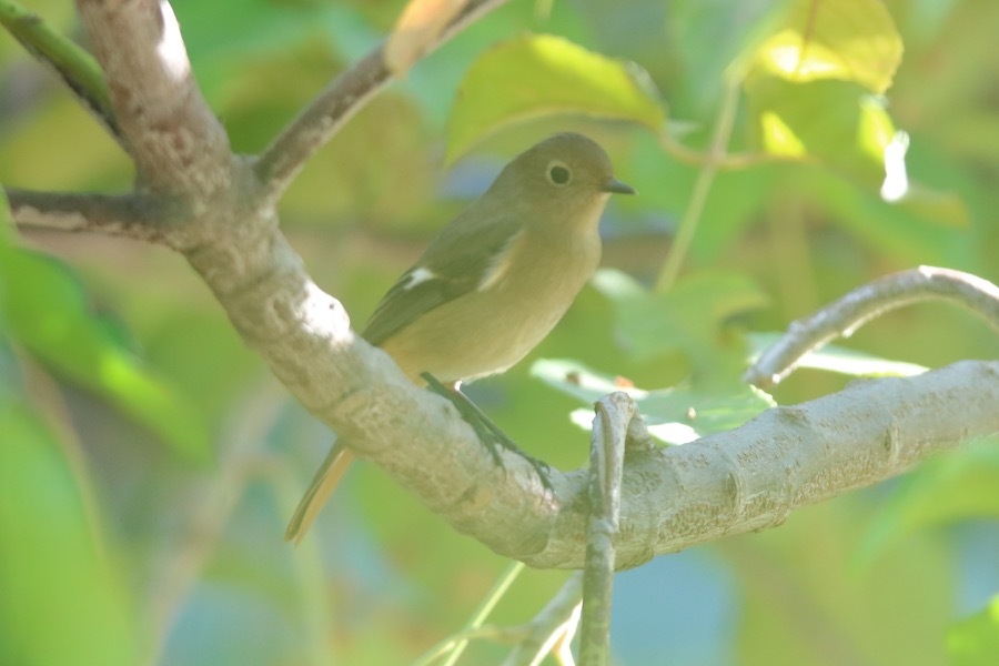 台湾　２日目　台南〜高雄　（追記　ミドリカラスモドキの幼鳥_d0346467_11514201.jpg