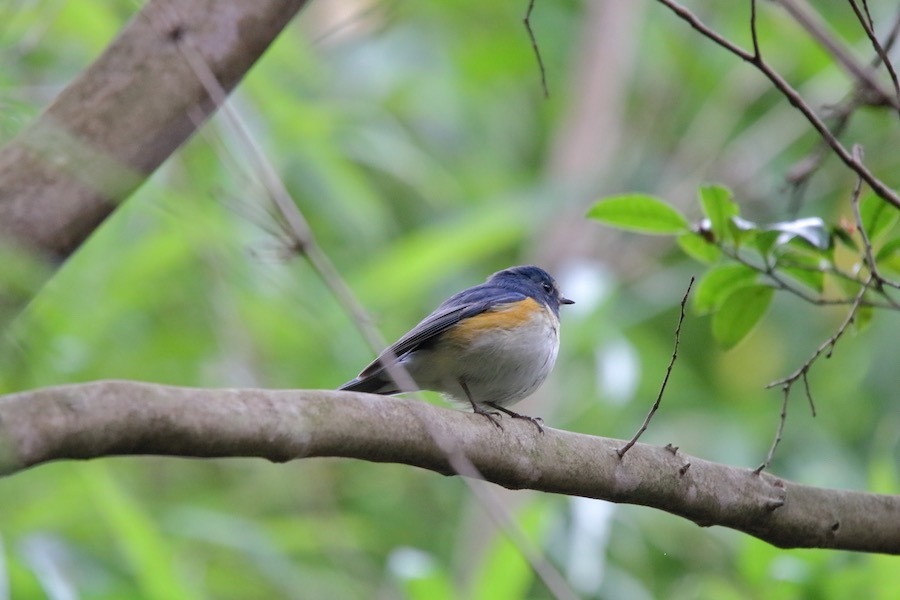 新種！？日本最小の鳥！？ : 野鳥写真日記 自分用アーカイブズ