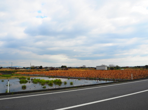 蓮田を抜けてランチ Mameka 尾津 瀬戸内航路